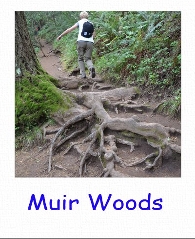 muir woods